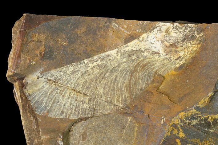 Paleocene Winged Maple Seed (Acer) Fossil - North Dakota #145333